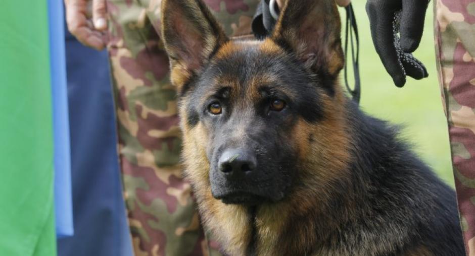 Correct Dog Discipline: Reward Instead of Punishment 15 Correct Dog Discipline: Reward Instead of Punishment 15