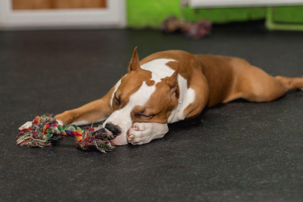 How Long Do Dogs Sleep? 16 How Long Do Dogs Sleep? 16