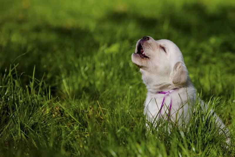 Dog Growls at Me - The Right Way to Behave 17 Dog Growls at Me - The Right Way to Behave 17