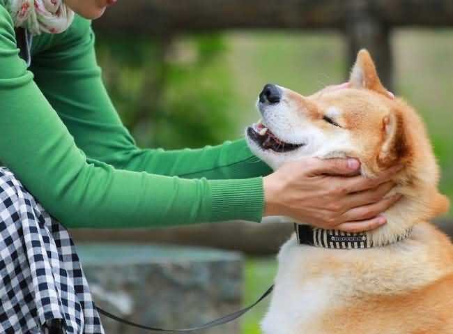 Dog Body Language - How to Interpret It Correctly 16