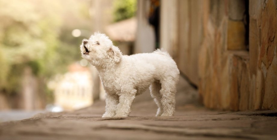 Dog Keeps Barking - This Can Mean It 16 Dog Keeps Barking - This Can Mean It 16