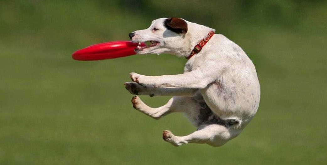 Dog Frisbee: Competitions, Terrain & Tips for Getting Started 14