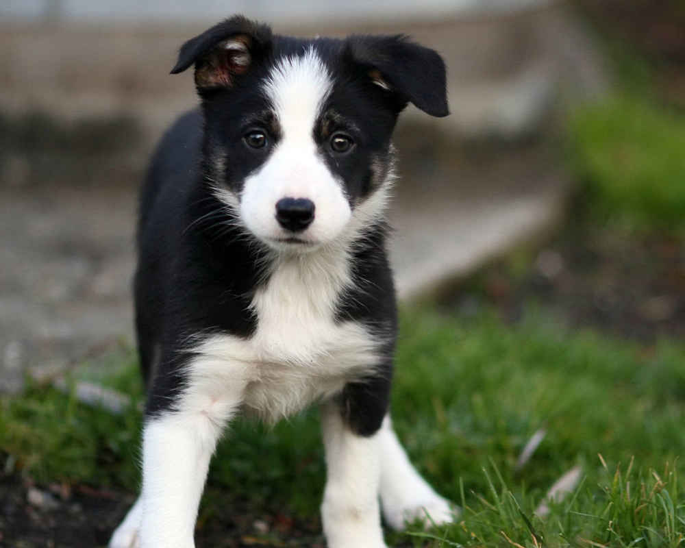 Dog Breed: Border Collie Parenting – A Comprehensive Guide 18