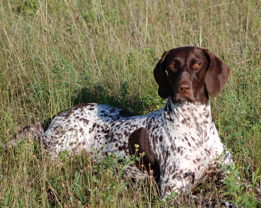 Dog Breed: German Shorthaired Pointer Parenting – A Comprehensive Guide 22