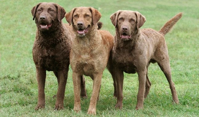 Dog Breed: Chesapeake Bay Retriever Parenting – A Comprehensive Guide 18