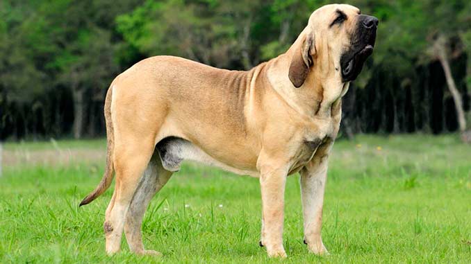 Dog Breed: Fila Brasileiro Parenting – A Comprehensive Guide 17