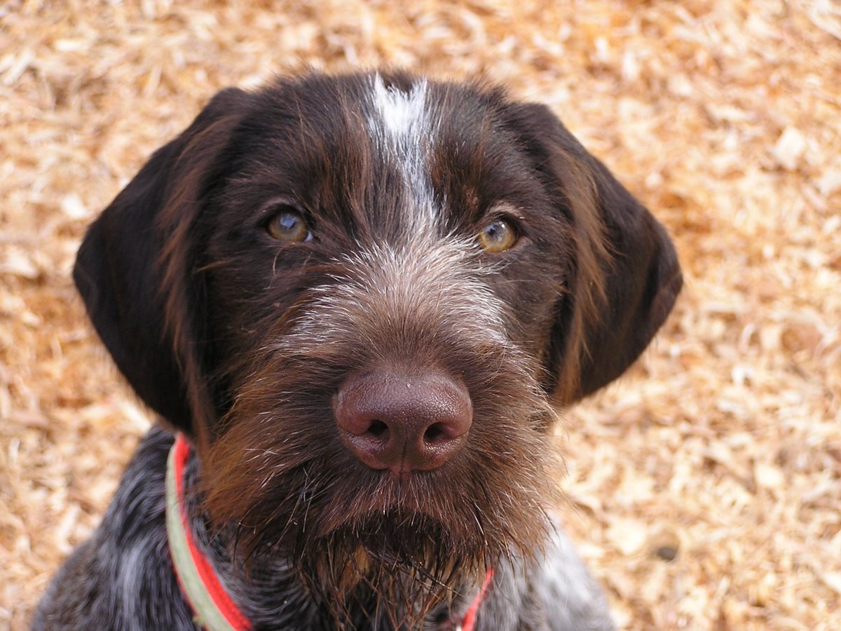 Dog Breed: German Wirehaired Pointer Parenting – A Comprehensive Guide 18