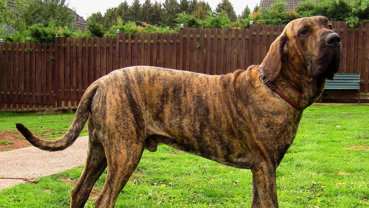 Dog Breed: Fila Brasileiro Parenting – A Comprehensive Guide 20