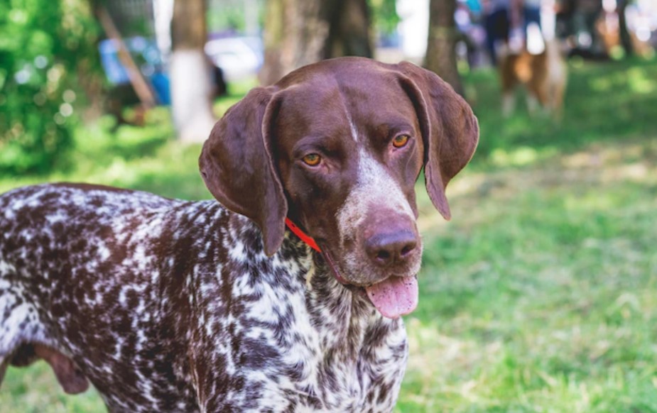 Dog Breed: German Shorthaired Pointer Parenting – A Comprehensive Guide 24