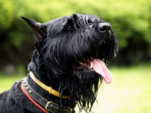 Dog Breed: Giant Schnauzer Dog Parenting – A Comprehensive Guide 20