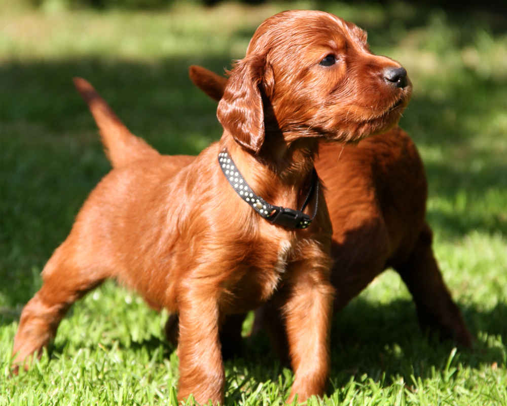 Dog Breed: Irish Setter Parenting – A Comprehensive Guide 18