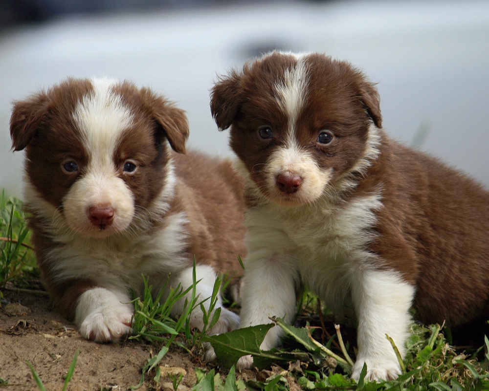 Dog Breed: Border Collie Parenting – A Comprehensive Guide 17