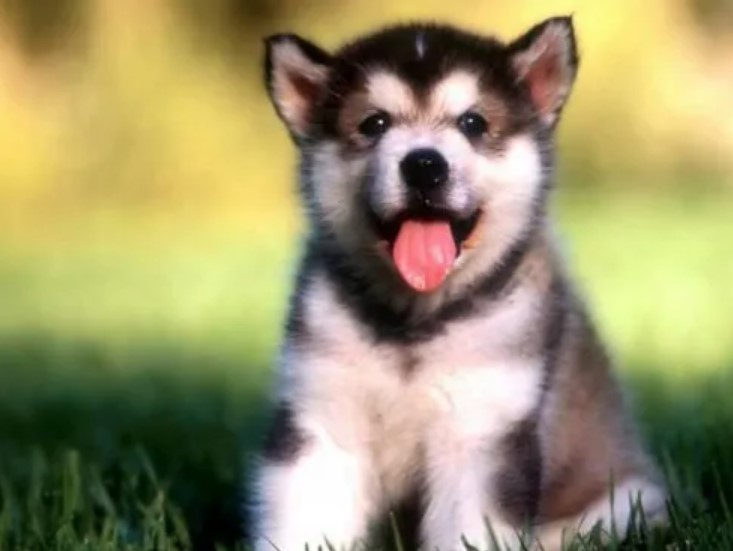 Dog Hiccups - What to Do? 16 Dog Hiccups - What to Do? 16