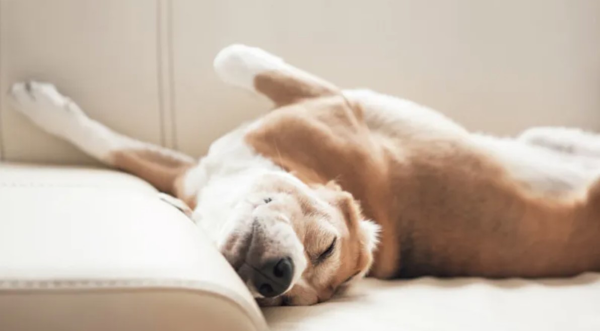 Sleep Disorders in Dogs 17 Sleep Disorders in Dogs 17