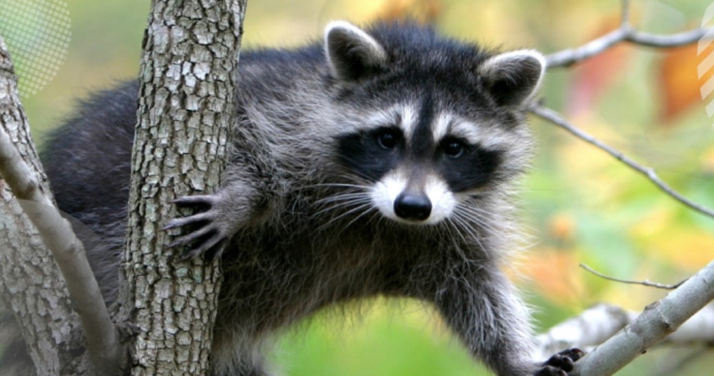 How To Tame and Train A Raccoon – Guide & Things To Know 18