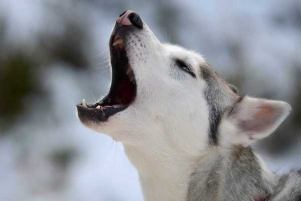 Dog Howls – That's What It Really Means 12 Dog Howls – That's What It Really Means 12