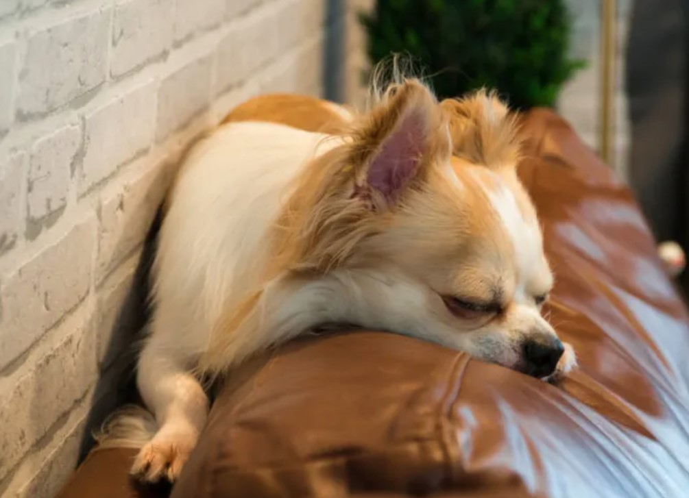 Sleep Disorders in Dogs 16 Sleep Disorders in Dogs 16