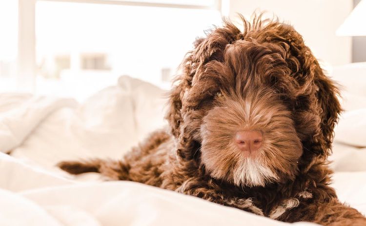 Dog Hiccups - What to Do? 14 Dog Hiccups - What to Do? 14