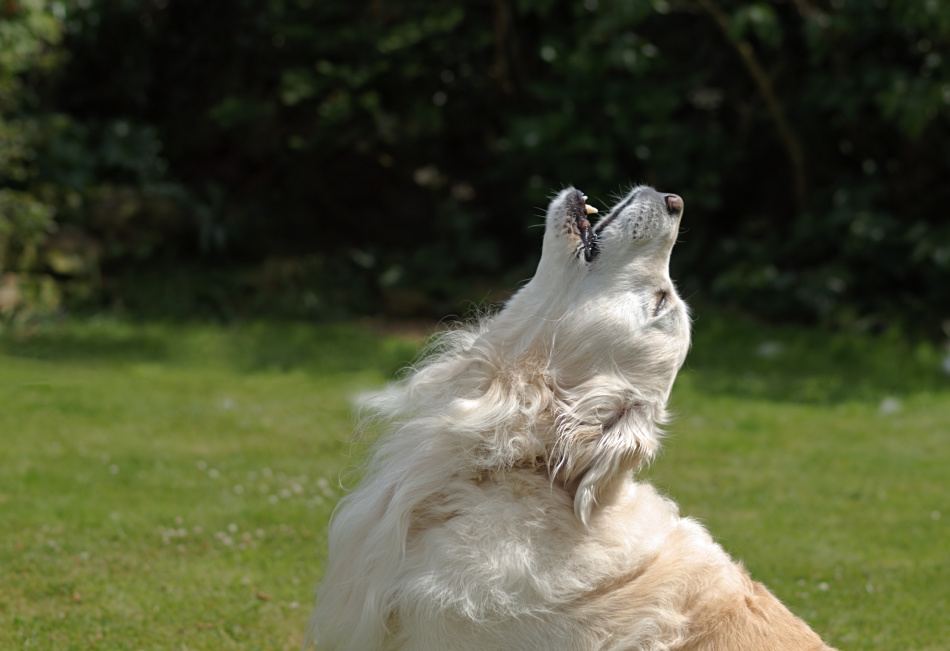 Dog Howls – That's What It Really Means 13 Dog Howls – That's What It Really Means 13