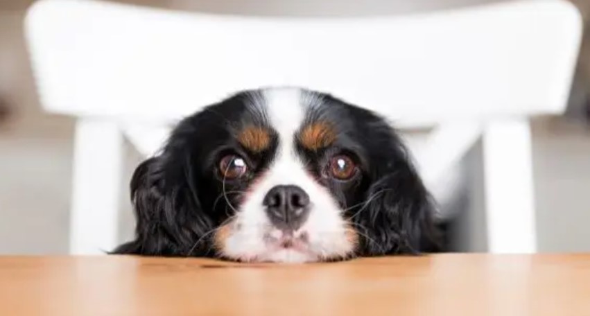 Food Envy in the Dog 22 Food Envy in the Dog 22