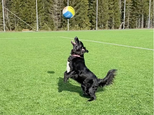 Keep Your Dog Busy: Indoor and Outdoor Activities 15