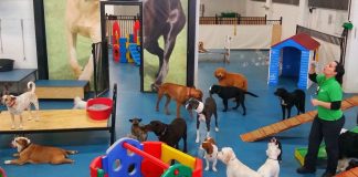 Adelaide's first and best doggy daycare