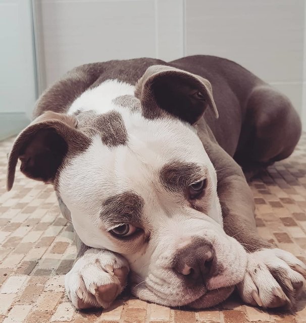 Anaplasmosis in Dogs - The Dangerous Tick Disease 11 Anaplasmosis in Dogs - The Dangerous Tick Disease 11