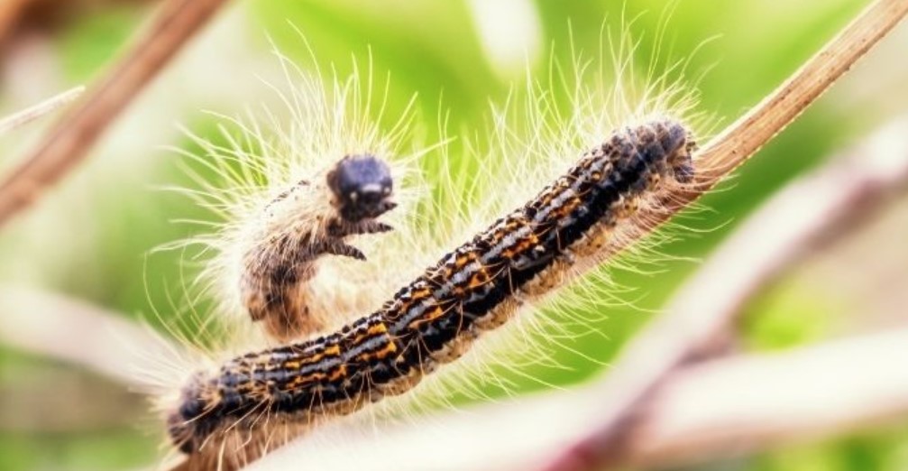 Oak Processionary Moth in Dogs - Sources of Danger and Treatment 11 Oak Processionary Moth in Dogs - Sources of Danger and Treatment 11