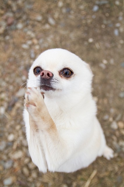 Sterilization in Dogs - Pros and Cons, Process and Costs at a Glance 12