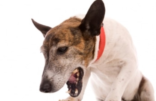 Dog Vomiting: Causes and Treatment 14 Dog Vomiting: Causes and Treatment 14