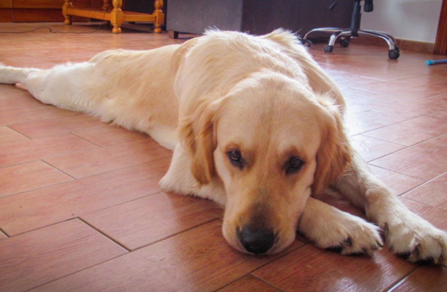 Age in the Dog - Typical Signs of Aging 13