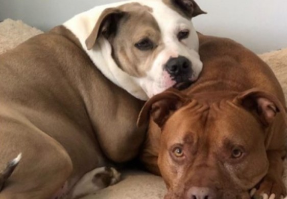 Infecting a Dog with the Flu: Is It Possible? 11 Infecting a Dog with the Flu: Is It Possible? 11