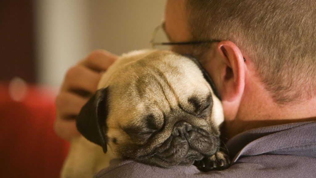 Depression in Dogs - Can Our Four-legged Friends Get Depressed? 11 Depression in Dogs - Can Our Four-legged Friends Get Depressed? 11