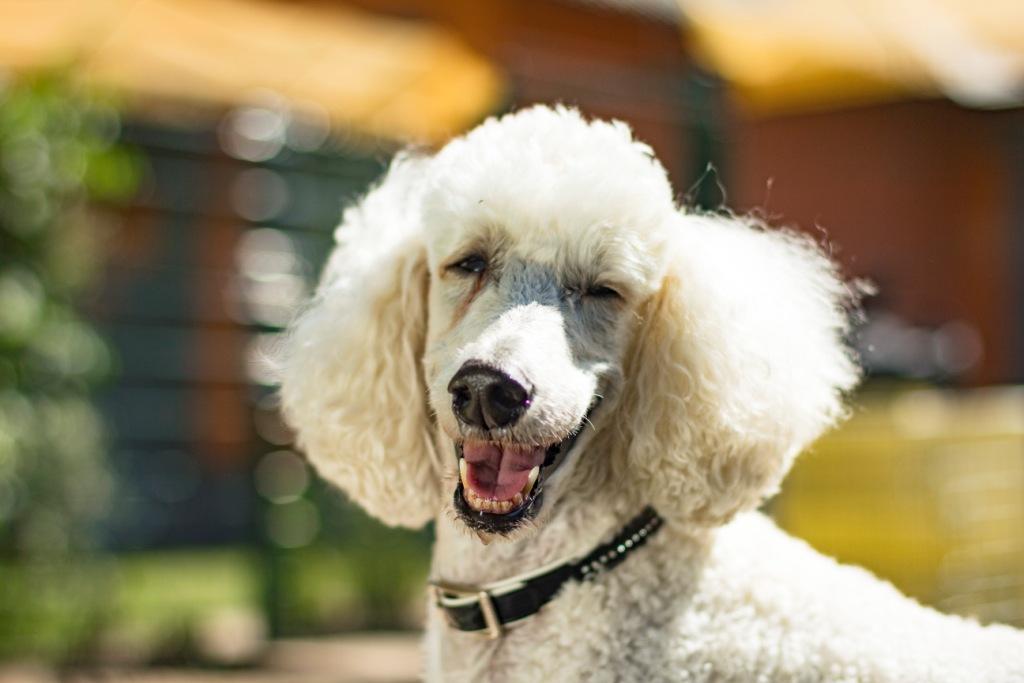 Vegetables for Dogs: What Can My Four-legged Friend Eat and What Not? 9 Vegetables for Dogs: What Can My Four-legged Friend Eat and What Not? 9