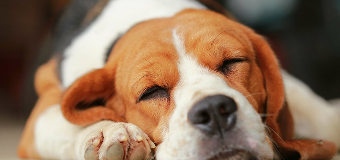 Liver Disease in the Dog 11 Liver Disease in the Dog 11