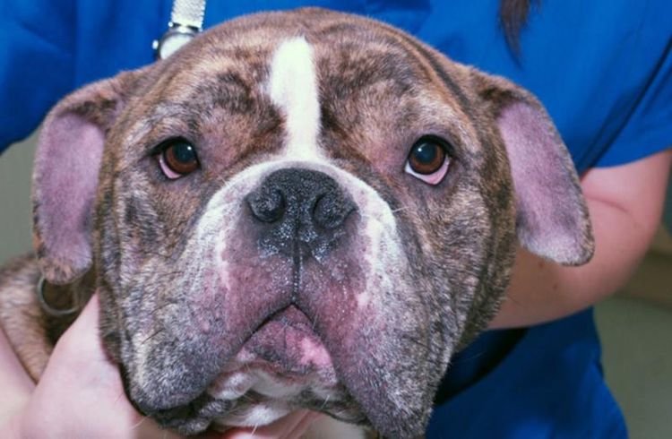 Skin Fungus in Dogs - What to Do? 11 Skin Fungus in Dogs - What to Do? 11