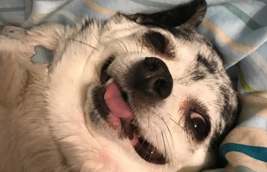 Obesity in Dogs 11 Obesity in Dogs 11