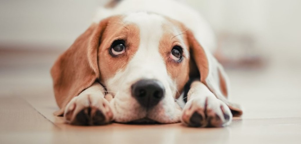 Fever in Dogs - Symptoms, Causes & Treatment 11 Fever in Dogs - Symptoms, Causes & Treatment 11