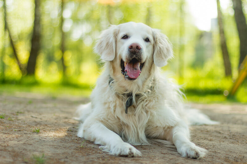 Tooth Disease in Dogs 14 Tooth Disease in Dogs 14