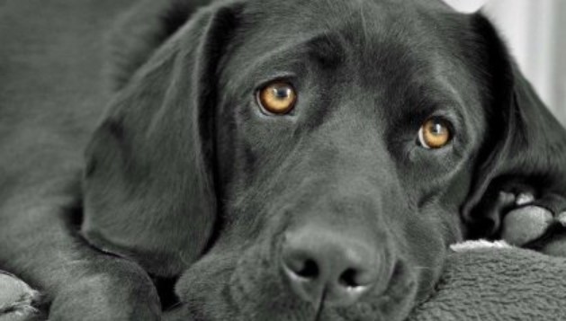 Conjunctivitis in Dogs 11 Conjunctivitis in Dogs 11