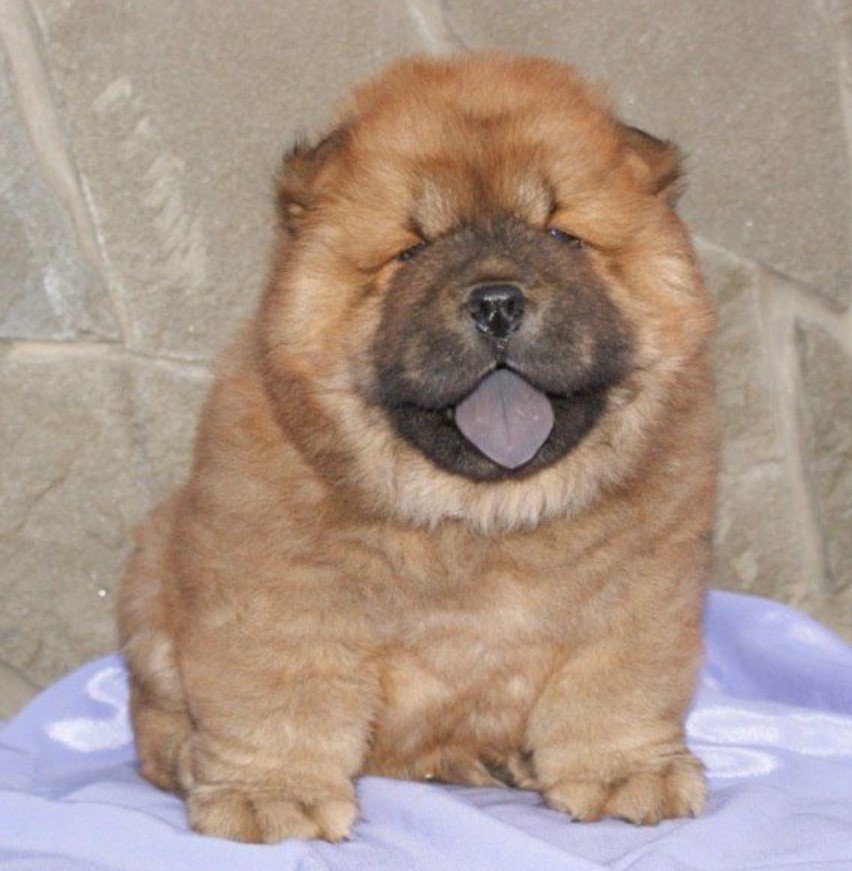 Dog with a Blue Tongue 14