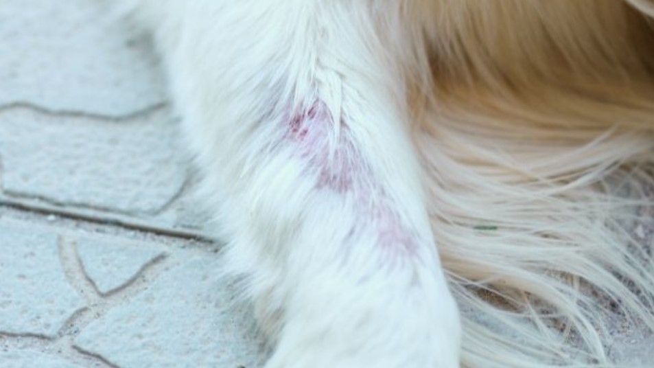 Addison's Disease in Dogs - What Hardly Anyone Knows 14