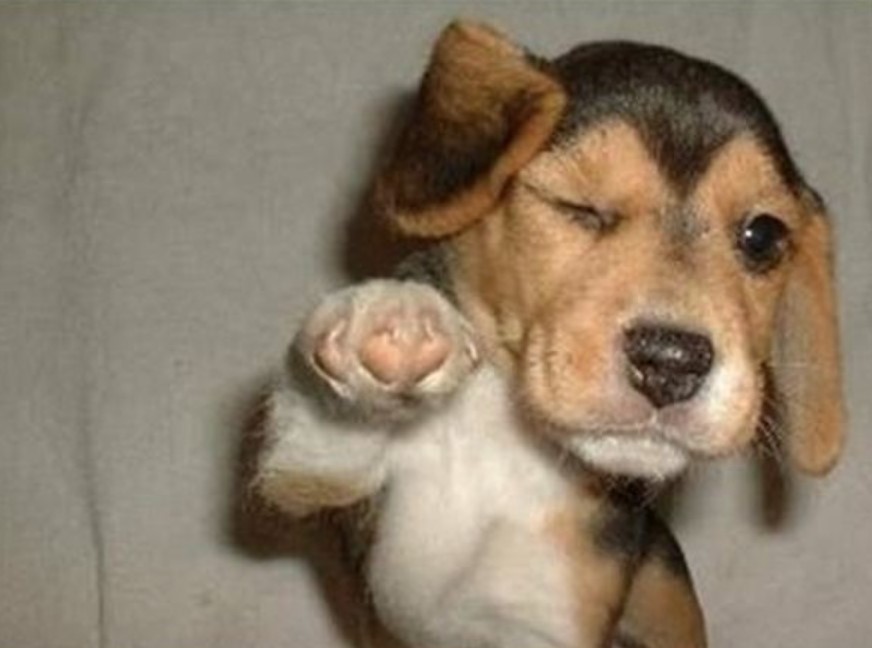 Dogs Wink - Meaning for You as a Dog Owner 12 Dogs Wink - Meaning for You as a Dog Owner 12