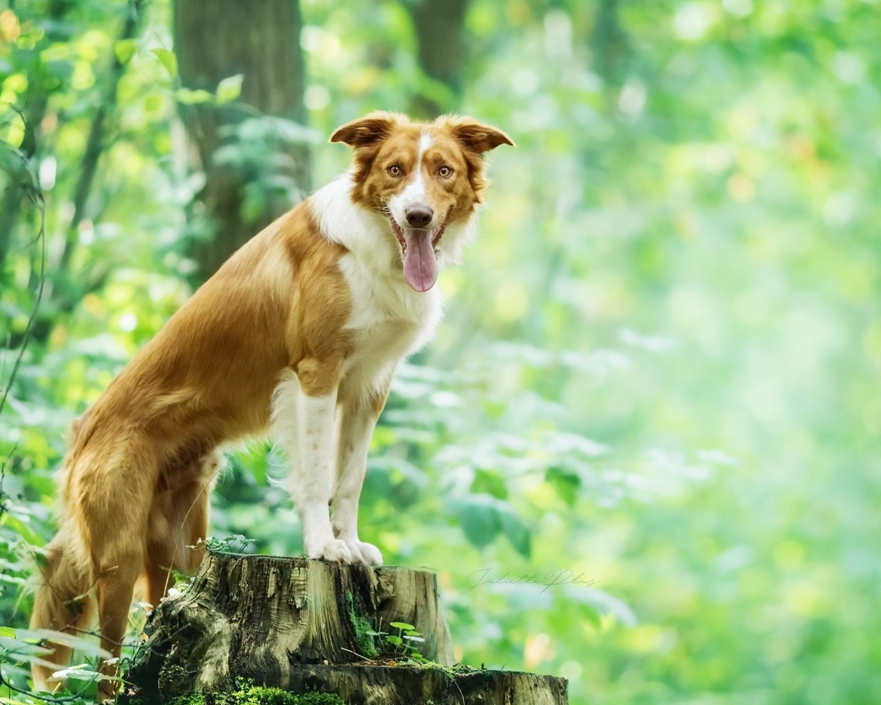 First Aid Kit for the Dog 13 First Aid Kit for the Dog 13