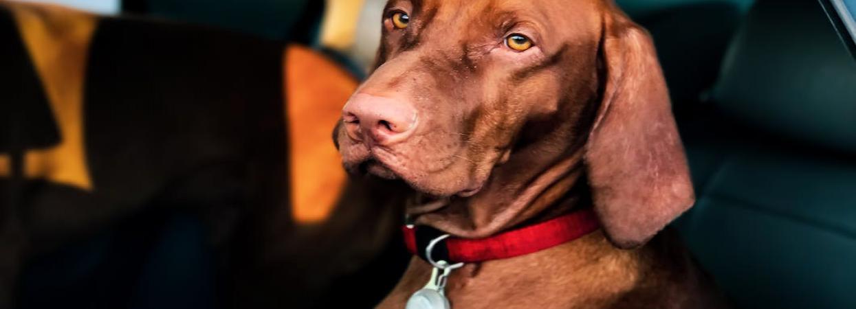 Dog Trembles: Disease or Harmless? 12 Dog Trembles: Disease or Harmless? 12