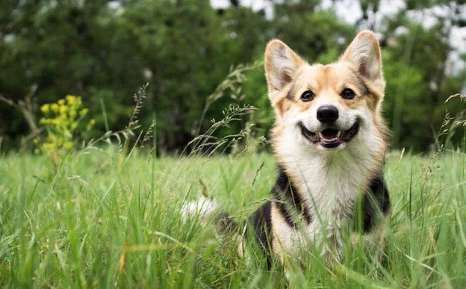 Babesiosis in Dogs - All About the Mediterranean Disease 13