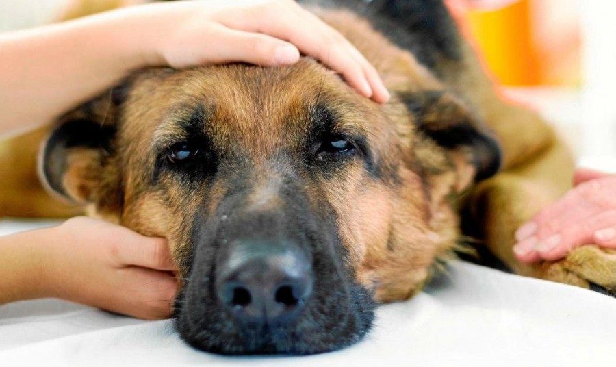 Babesiosis in Dogs - All About the Mediterranean Disease 12