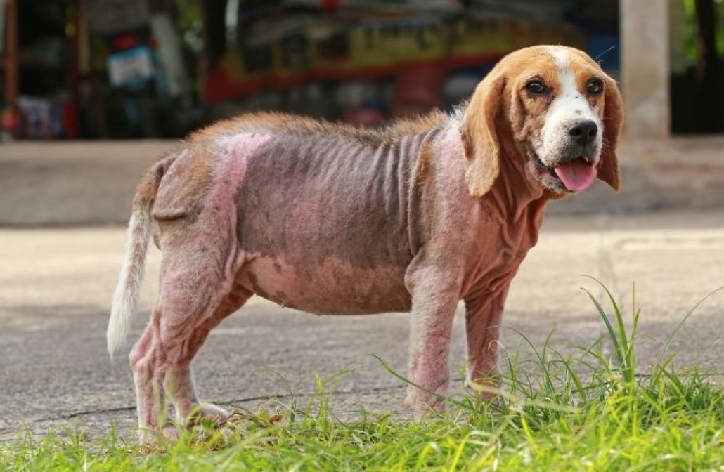 Mange in Dogs - You Should Know That 12 Mange in Dogs - You Should Know That 12