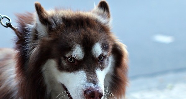 Sedatives for the Dog - Successfully Relieve Stress and Anxiety 13 Sedatives for the Dog - Successfully Relieve Stress and Anxiety 13