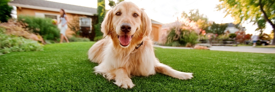 Change of Teeth in Dogs – What You Should Consider 12 Change of Teeth in Dogs – What You Should Consider 12